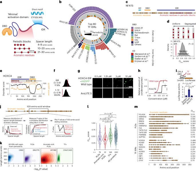 An activity-specificity trade-off encoded in human transcription factors