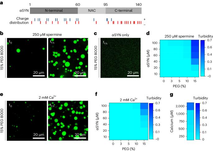 VAMP2 regulates phase separation of α-synuclein