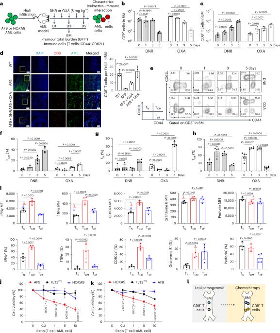 Trafficking circuit of CD8+ T cells between the intestine and bone marrow governs antitumour immunity