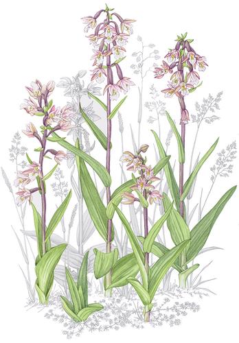 1097. Epipactis palustris (L.) Crantz