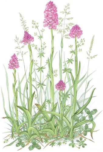1105. Anacamptis pyramidalis (L.) Rich.