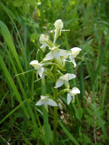 1102. Platanthera chlorantha (Custer) Rchb.