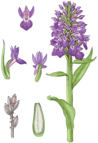 1104. Dactylorhiza purpurella (T.Stephenson & T.A.Stephenson) Soó