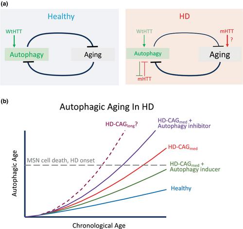 Age- and disease-related autophagy impairment in Huntington disease: New insights from direct neuronal reprogramming