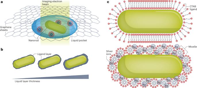 Direct nanoscopic imaging of the hydrated nanoparticle–ligand interface