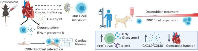 Cytotoxic T cells drive doxorubicin-induced cardiac fibrosis and systolic dysfunction