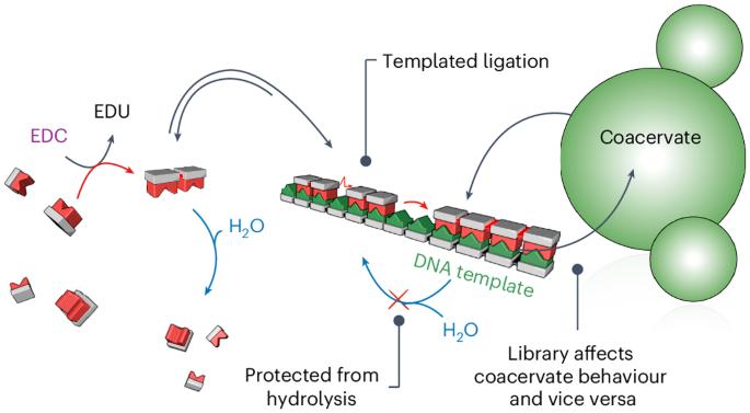 Template-based copying in chemically fuelled dynamic combinatorial libraries