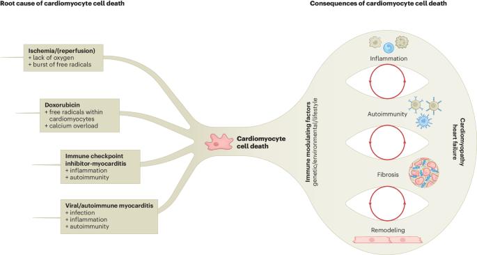 CD8+ T cells as the missing link between doxorubicin cancer therapy and heart failure risk