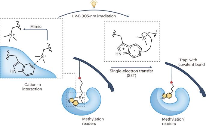 Using dimethylsulfonium to identify readers of methylation