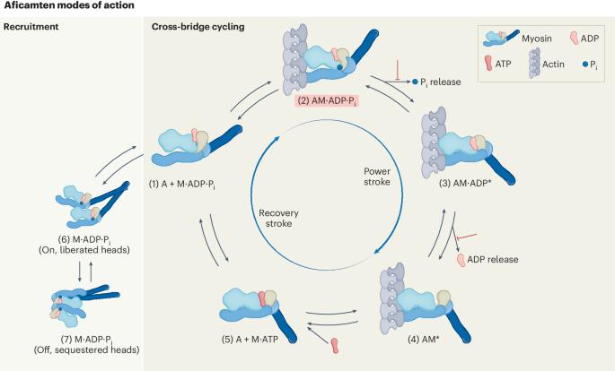 Aficamten reduces cardiac contractility by modifying the actomyosin interaction