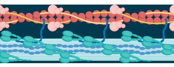 Cardiac sarcomere turnover by unidirectional replacement of proteins