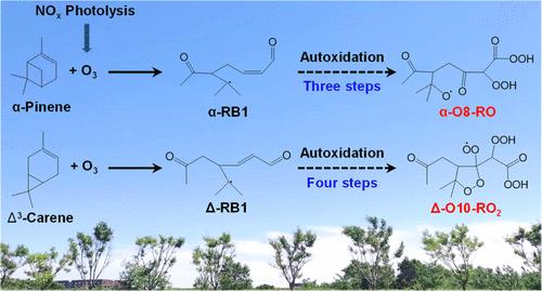 Assessing the Difference in the Effects of NOx on the Photooxidation Mechanisms of Isomeric Compounds of α-Pinene and Δ3-Carene