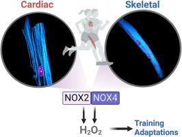 Exploring NADPH oxidases 2 and 4 in cardiac and skeletal muscle adaptations – A cross-tissue comparison