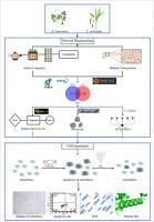 Herb couplet medicines (Erxian) protect osteoblasts from high glucose-induced damage by reducing cell apoptosis in diabetic osteoporosis: A network pharmacology and experimental verification-based study