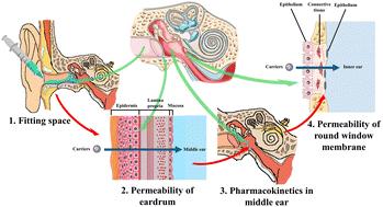 Biomaterials for non-invasive trans-tympanic drug delivery: requirements, recent advances and perspectives