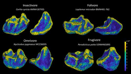 Dental topography of prosimian premolars predicts diet: A comparison in premolar and molar dietary classification accuracies