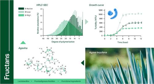 Effect of the Molecular Structure and Degree of Polymerization of Fructans on the Growth Behavior of Four Lactic Acid Bacteria