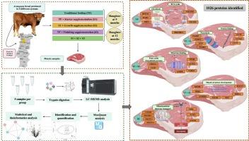 The effect of the production system on the proteomics profiles of the Longissimus thoracis muscle in Arouquesa cattle