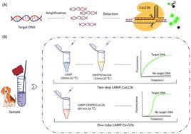 A LAMP–CRISPR/Cas12b rapid detection platform for canine parvovirus detection
