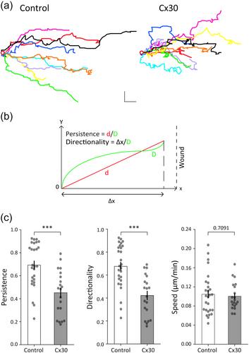 Connexin 30 locally controls actin cytoskeleton and mechanical remodeling in motile astrocytes