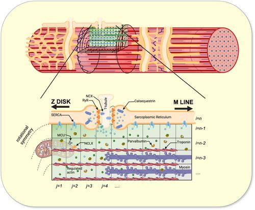 Mitochondria can substitute for parvalbumin to lower cytosolic calcium levels in the murine fast skeletal muscle