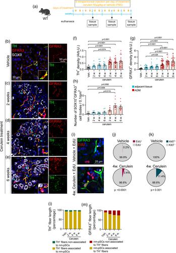 Pancreatic Schwann cell reprogramming supports cancer-associated neuronal remodeling