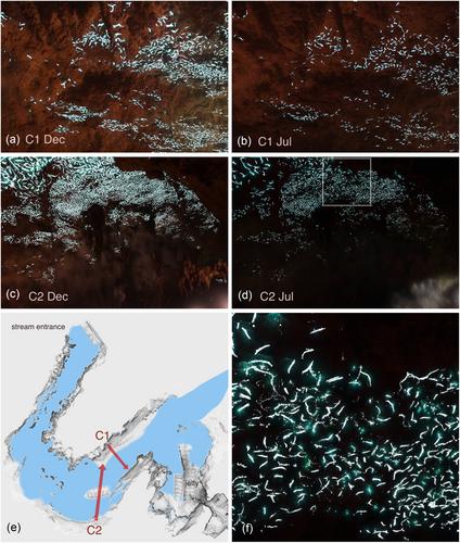 Photographic monitoring of glowworm Arachnocampa luminosa (Diptera: Keroplatidae) bioluminescence in a tourist cave reveals diurnal and annual cycles