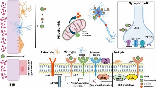 Drugs targeting APOE4 that regulate beta-amyloid aggregation in the brain: Therapeutic potential for Alzheimer's disease