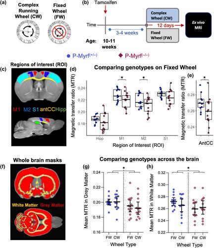 Ablation of oligodendrogenesis in adult mice alters brain microstructure and activity independently of behavioral deficits