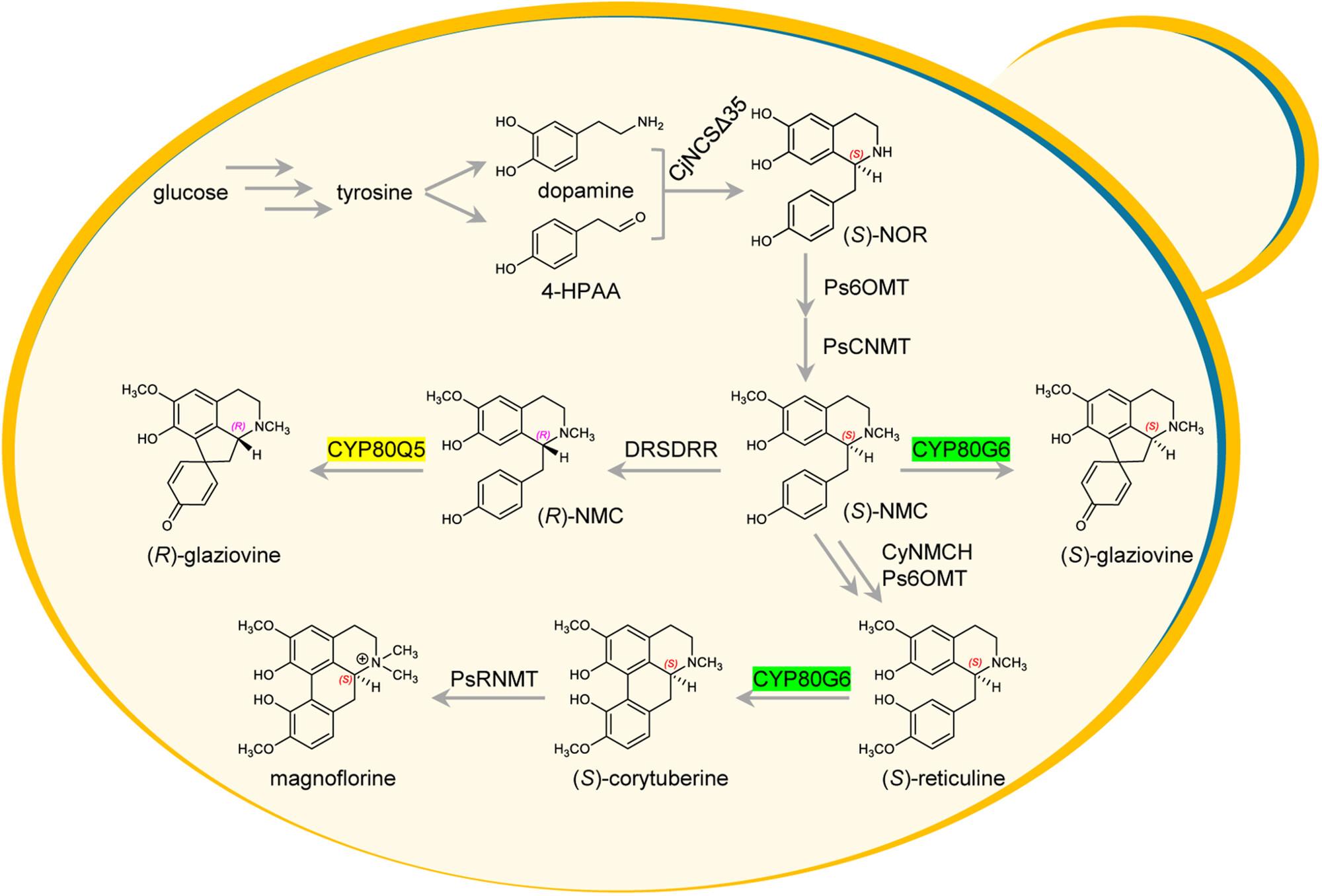 Identification of the cytochrome P450s responsible for the biosynthesis of two types of aporphine alkaloids and their de novo biosynthesis in yeast