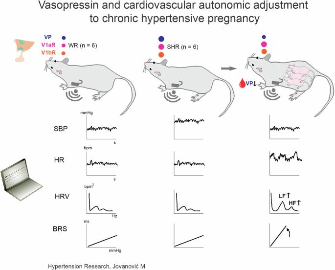 Vasopressin and cardiovascular autonomic adjustment in chronic hypertensive pregnancy