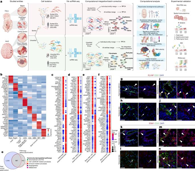 Single-cell atlas of the human brain vasculature across development, adulthood and disease