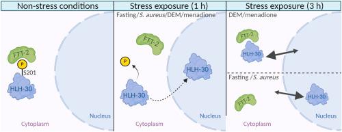 Regulation of Caenorhabditis elegans HLH-30 subcellular localization dynamics: Evidence for a redox-dependent mechanism