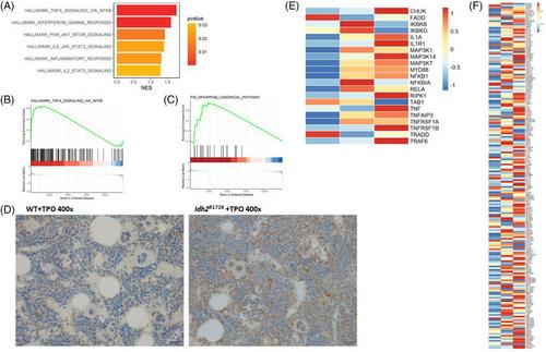 IDH2 mutation accelerates TPO-induced myelofibrosis with enhanced S100a8/a9 and NFκB signaling in vivo