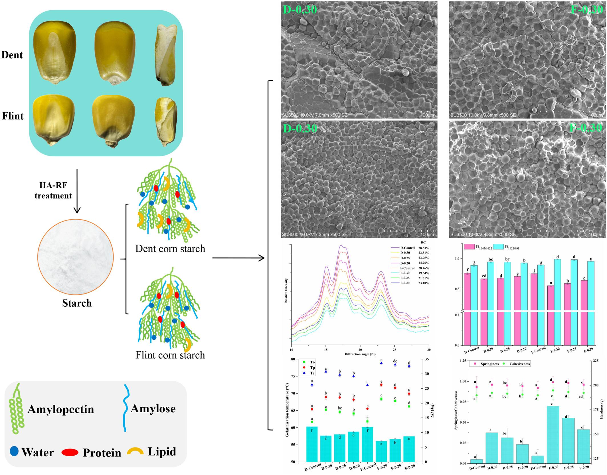 Radio frequency regulates the multi-scale structure and functional properties of starch from different genotypes of corn