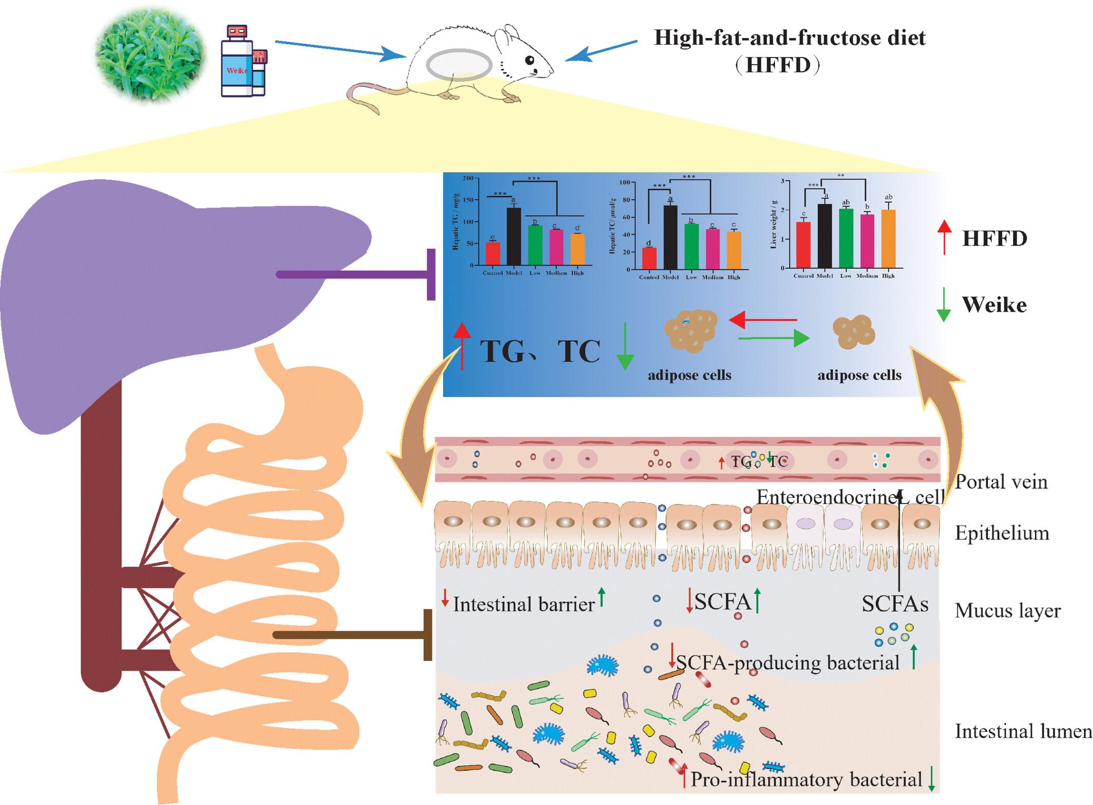 Flavonoid-enriched extract from stevia (Stevia rebaudiana Bertoni) regulated lipid accumulation and gut microbiota in obese mice