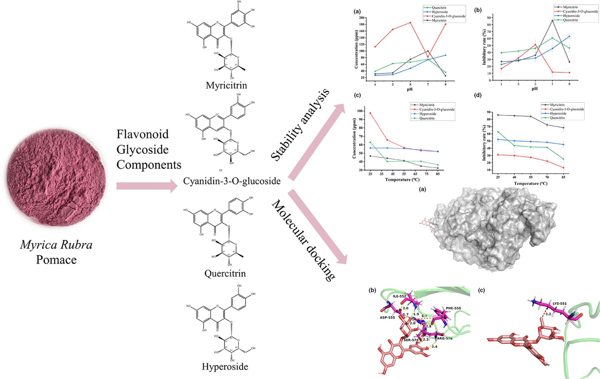 Study on the stability of four flavonoid glycoside components in Myrica Rubra pomace and their mechanism of in vitro hypoglycaemic activity