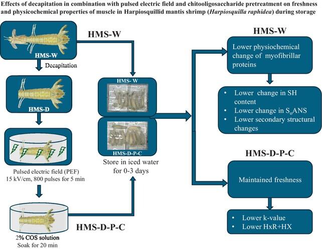 Effects of decapitation in combination with pulsed electric field and chitooligosaccharide pretreatment on freshness and physicochemical properties of muscle in Harpiosquillid mantis shrimp (Harpiosquilla raphidea) during storage