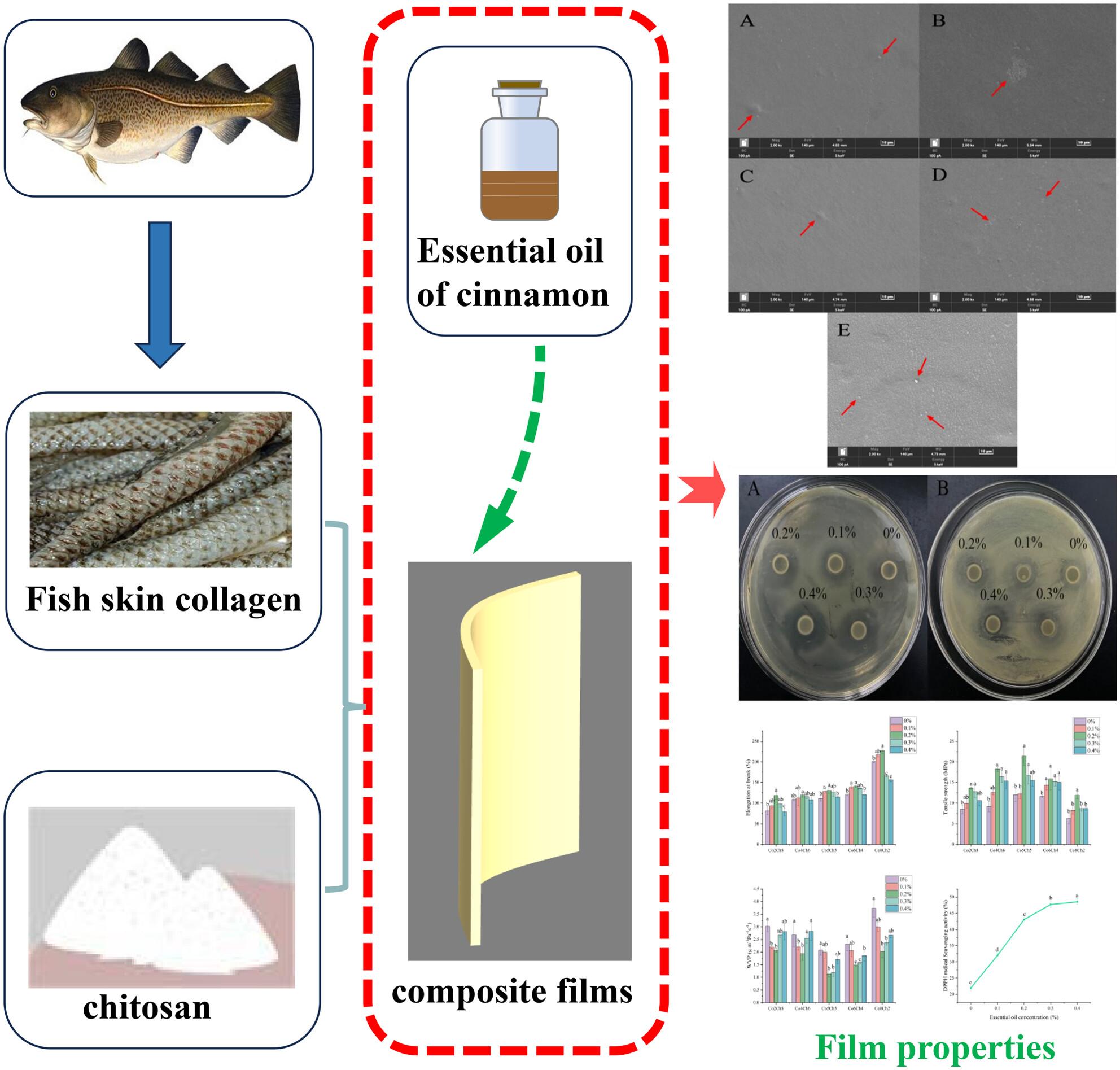 Preparation and characterisation of fish skin collagen–chitosan–cinnamon essential oil composite film