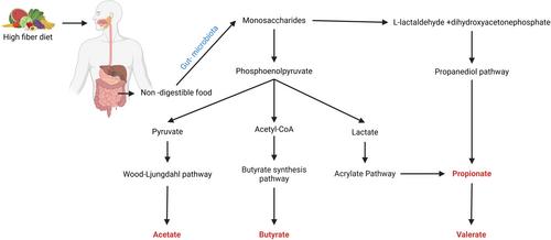 Role of short chain fatty acids on astrocytes and microglia in Alzheimer's disease brain