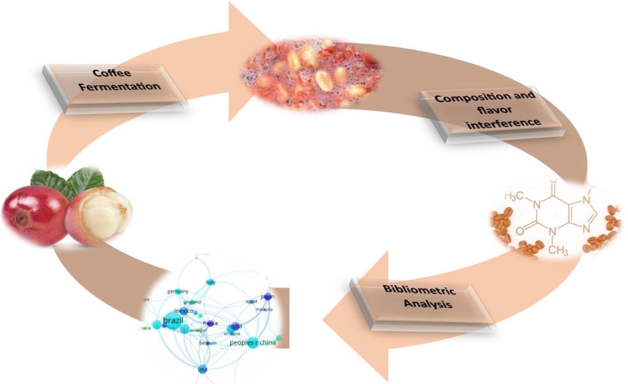 Coffee fermentation as a tool for quality improvement: an integrative review and bibliometric analysis