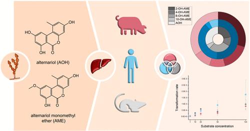 Unraveling Interspecies Differences in the Phase I Hepatic Metabolism of Alternariol and Alternariol Monomethyl Ether: Closing Data Gaps for a Comprehensive Risk Assessment