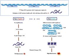 I-motif sensor for the fluorometric detection of Monkeypox†