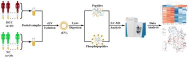 Proteomic and phosphoproteomic profiling of urinary small extracellular vesicles in hepatocellular carcinoma†