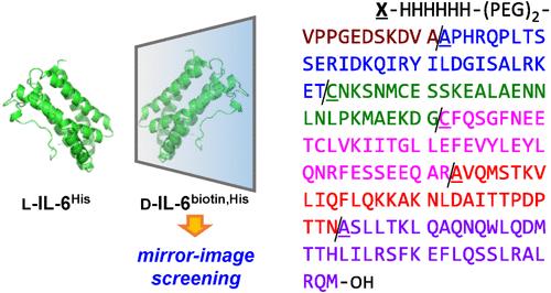 Chemical Synthesis of Interleukin-6 for Mirror-Image Screening