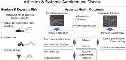 Amphibole asbestos as an environmental trigger for systemic autoimmune diseases