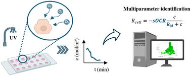 Size-related variability of oxygen consumption rates in individual human hepatic cells†