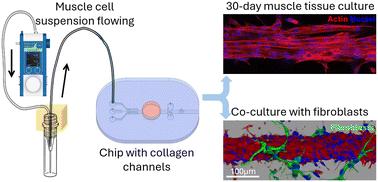 Studying the impact of geometrical and cellular cues on myogenesis with a skeletal muscle-on-chip†