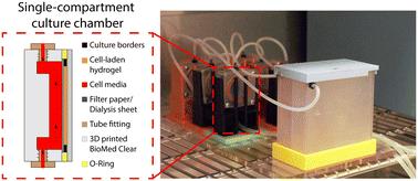 Continuous flow delivery system for the perfusion of scaffold-based 3D cultures†