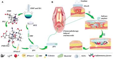 Effects of a semi-interpenetrating network hydrogel loaded with oridonin and DNase-I on the healing of chemoradiotherapy-induced oral mucositis†